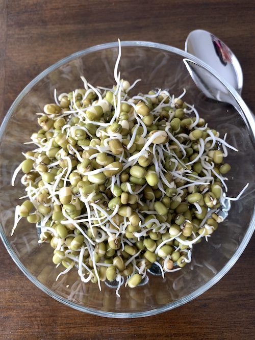 Sprouting Mung Beans – It’s Easier Than You Think!